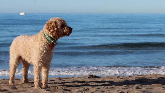 Las playas para perros en el Mediterráneo malagueño